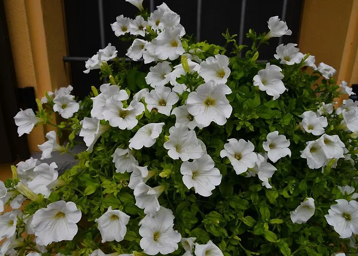 Feriegård Flabeto Budrio (Bologna)