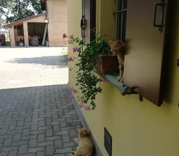 Flabeto Budrio (Bologna)