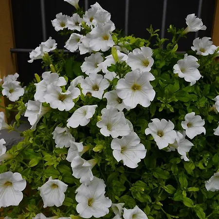 בית חווה Flabeto בודירו