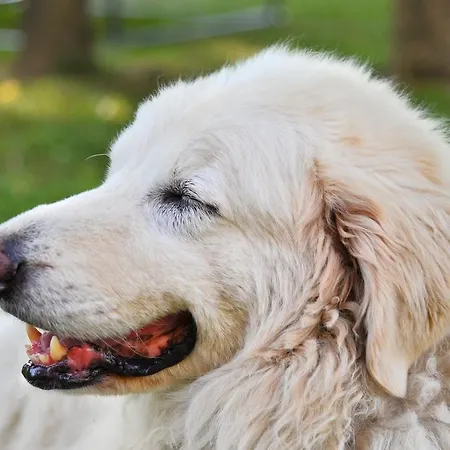 Flabeto Budrio (Bologna)