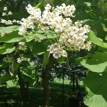 בית חווה Flabeto