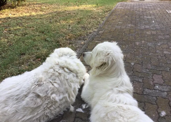 Çiftlik konaklama Flabeto Budrio (Bologna)