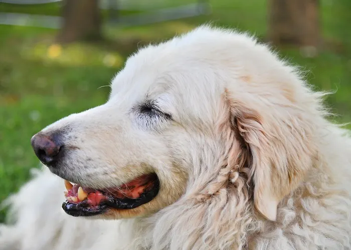 Flabeto Budrio (Bologna)