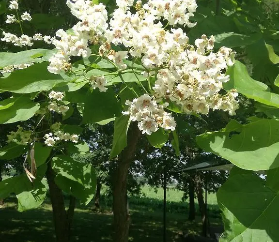 Çiftlik konaklama Flabeto